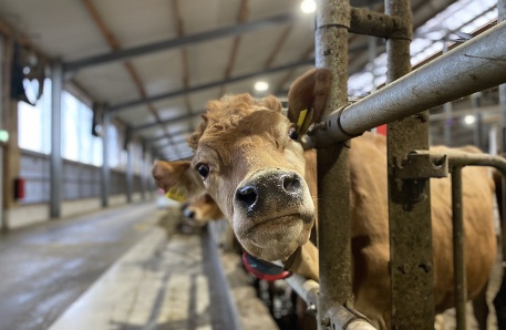 2 Automatisierter Stall Brüel 2 Automatisierter Stall Brüel