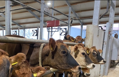 Automatisches Einstreuen 1 Brüel Automatisches Einstreuen 1 Brüel