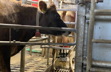 Automatisches Melken 1 Brüel Automatisches Melken 1 Brüel