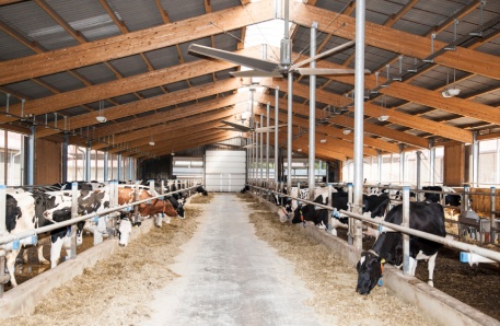 Moderner Milchviehstall der Agrargenossenschaft-Koechelstorf