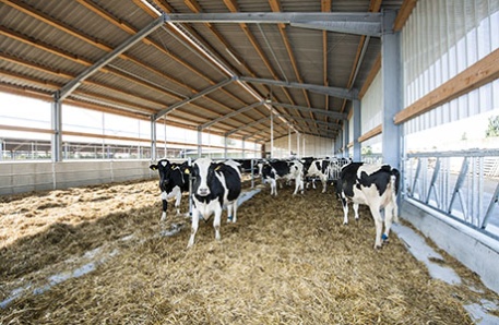 Milchvieh- und Rinderställe, Melkanlagen