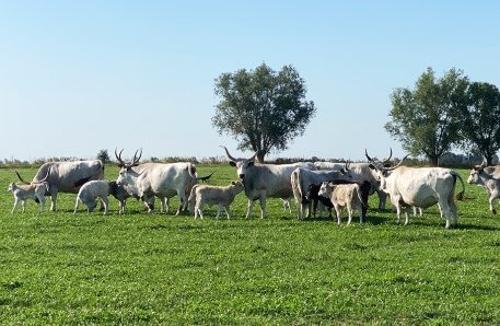 Ungarische Steppenrinder Hufe8 Ungarische Steppenrinder Hufe8