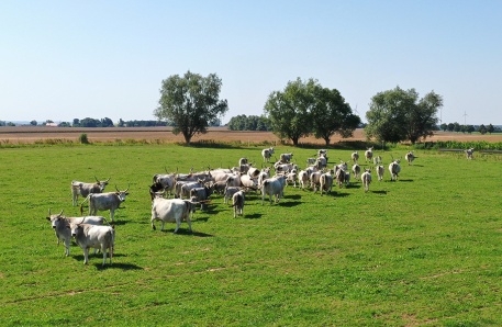 Ungarische Steppenrinder Hufe8 Ungarische Steppenrinder Hufe8