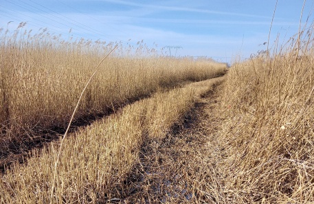 Paludikultur mit Schilf Paludikultur mit Schilf