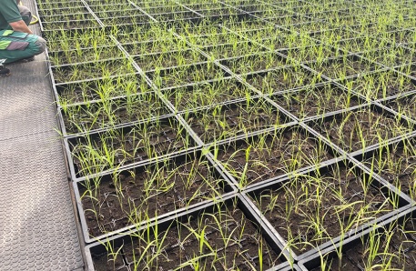 Schilf-Jungpflanzen Schilf-Jungpflanzen