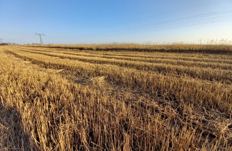 Wintermahd einer Schilffläche Bildergalerie Paludikultur und Bauwirtschaft