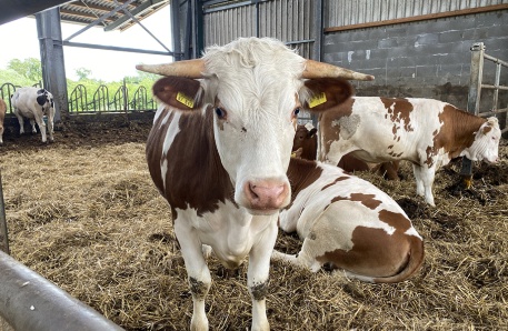 Jungviehstall Jungviehstall