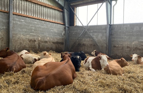 Jungviehstall 5 Jungviehstall