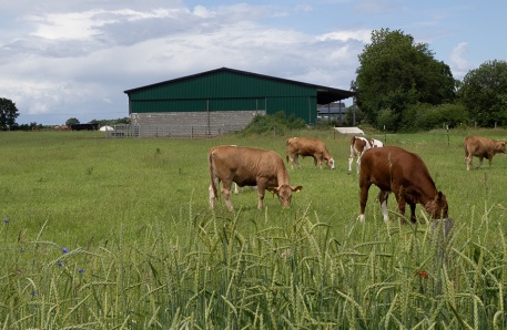 Jungviehstall 1 Jungviehstall 1