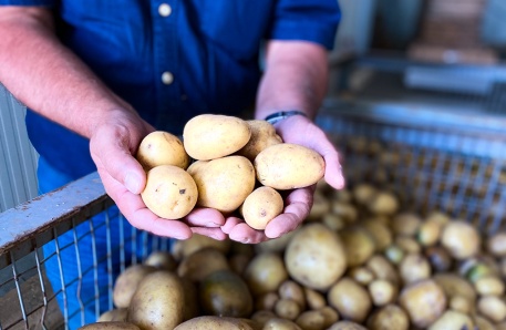 Kartoffelkistenkühllager Kartoffelkistenkühllager