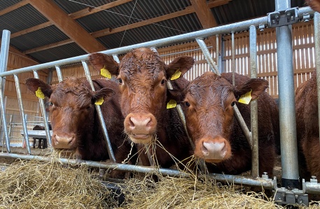 Mutterkuhstall 1 Mutterkuhstall 1