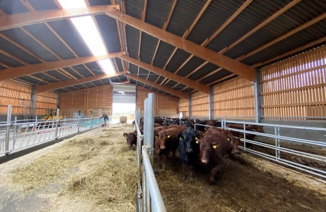 Mutterkuhstall 4 Mutterkuhstall