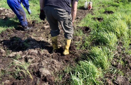 Die Jungpflanzen werden in vorbereitete Pflanzlöcher gesetzt Die Jungpflanzen werden in vorbereitete Pflanzlöcher gesetzt