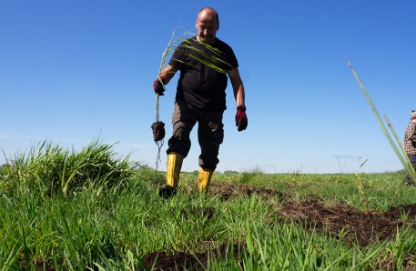 Pflanzung per Hand durch die Güstrower GaLaFo mbH & Co. Pflanzung per Hand durch die Güstrower GaLaFo mbH & Co.