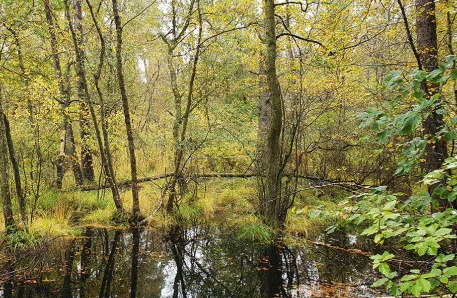 Vernässte Waldmoorfläche 2 Vernässte Waldmoorfläche 2