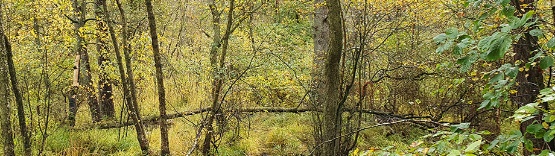 Vernässte Waldmoorfläche 2