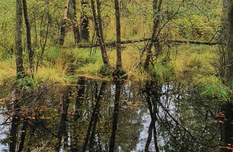 Vernässte Waldmoorfläche 3 Vernässte Waldmoorfläche 3