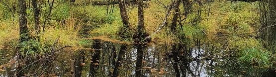 Vernässte Waldmoorfläche 3
