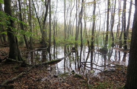 Vernässte Waldmoorfläche Vernässte Waldmoorfläche