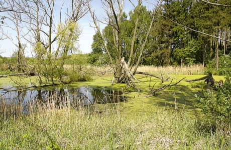 Ökokontierung und Moorschutz