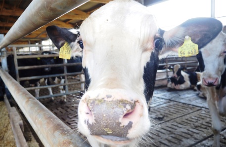 Gremersdorf Gremersdorf