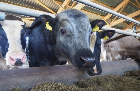 Gremersdorf Gremersdorf