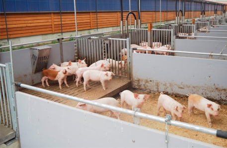 Klockenhagen Absatzferkelstall Klockenhagen Absatzferkelstall