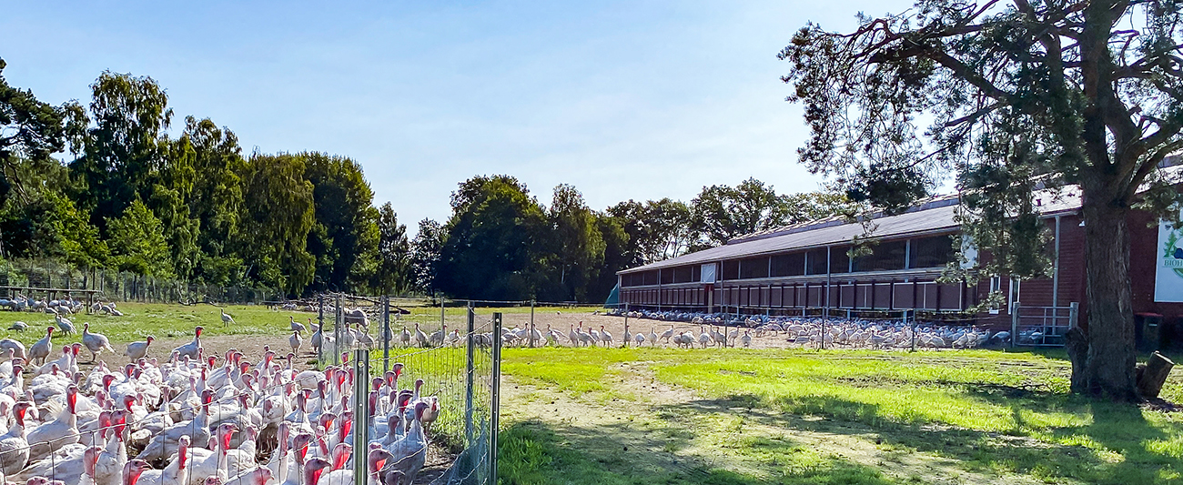 Frei laufende Puten vor einem modernen Stallgebäude © LGMV