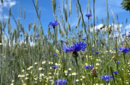 Feld mit Kornblumen