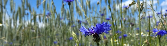 Feld mit Kornblumen