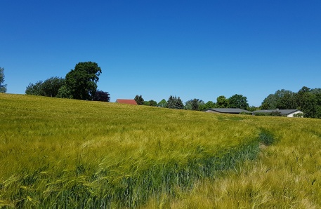 Gerstenfeld bei einem Dorf