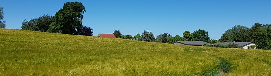 Gerstenfeld bei einem Dorf