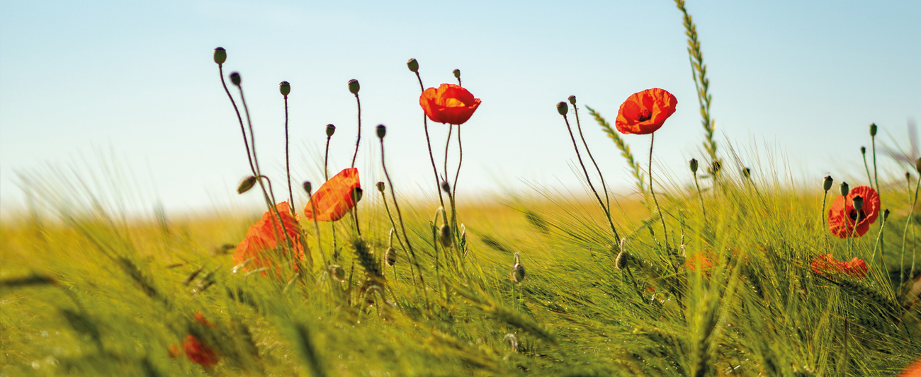 Mohnblumen im Roggenfeld 