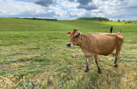 Braune Kuh auf Weide