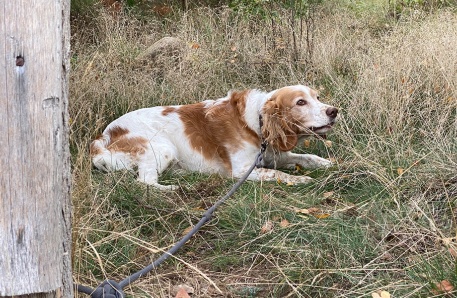 Pflanzaktion LGMV Klimawald Land Fleesensee