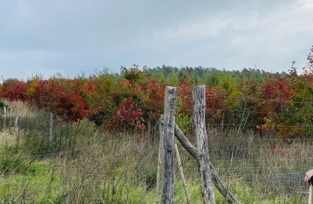 Anpflanzung im Klimawald Land Fleesensee