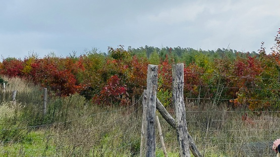 Anpflanzung im Klimawald Land Fleesensee