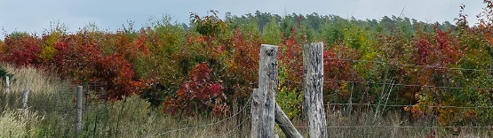 Anpflanzung im Klimawald Land Fleesensee