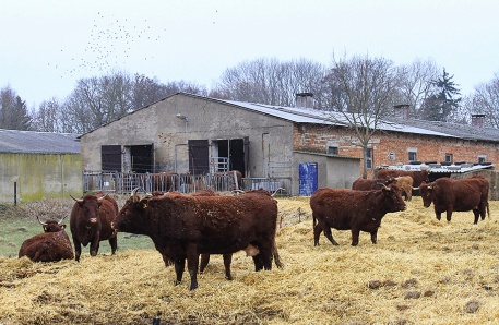 BG-Betriebsverkauf-Mutterkuhbetrieb