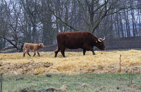 Mutterkuhbetrieb