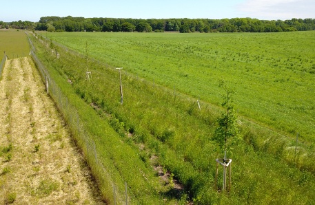 Luftbild der südlichen Hecke Hinter Bollhagen