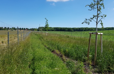 Südliche Hecke im Frühling Hinter Bollhagen