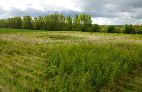 Aufforstung Nienhagen