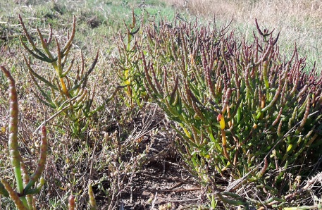 Typische Salzpflanze Gewöhnlicher Queller (Salicornia europaea)