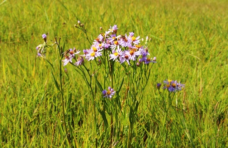 Typische Salzpflanze: Strand-Aster (Tripolium pannonicum)