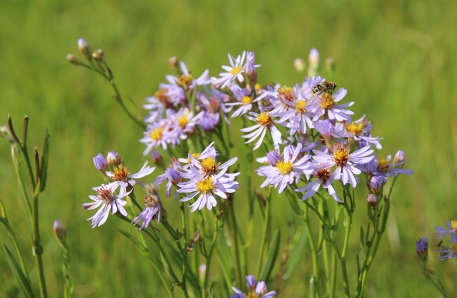 Typische Salzpflanze: Strand-Aster (Tripolium pannonicum)