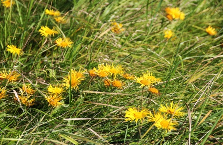 Salzertragende Pflanze: Wiesen-Alant (Inula britannica)