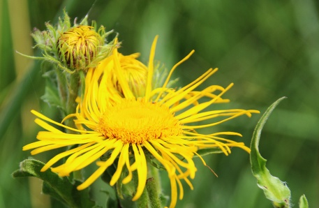 Salzertragende Pflanze: Wiesen-Alant (Inula britannica)