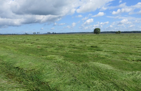 Grünland nach der Mahd