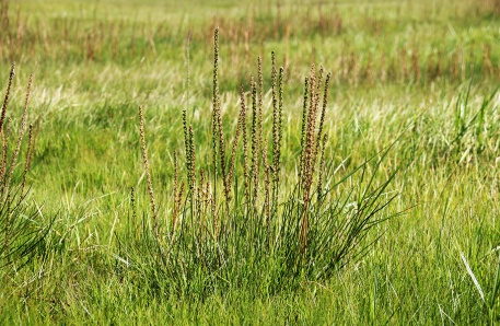 Typische Salzpflanze: Strand-Dreizack (Triglochin maritimum)